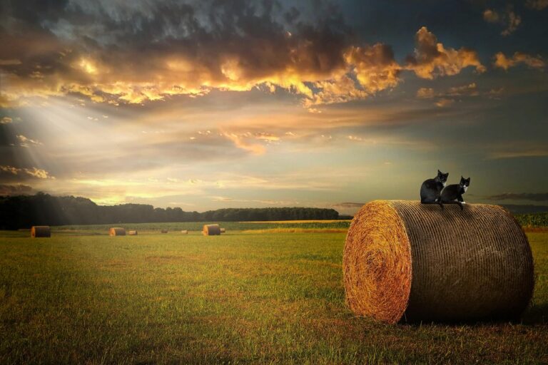 Was passiert bei Bewölkung oder Regen mit der Stromproduktion? – So arbeitet deine Solaranlage bei schlechtem Wetter